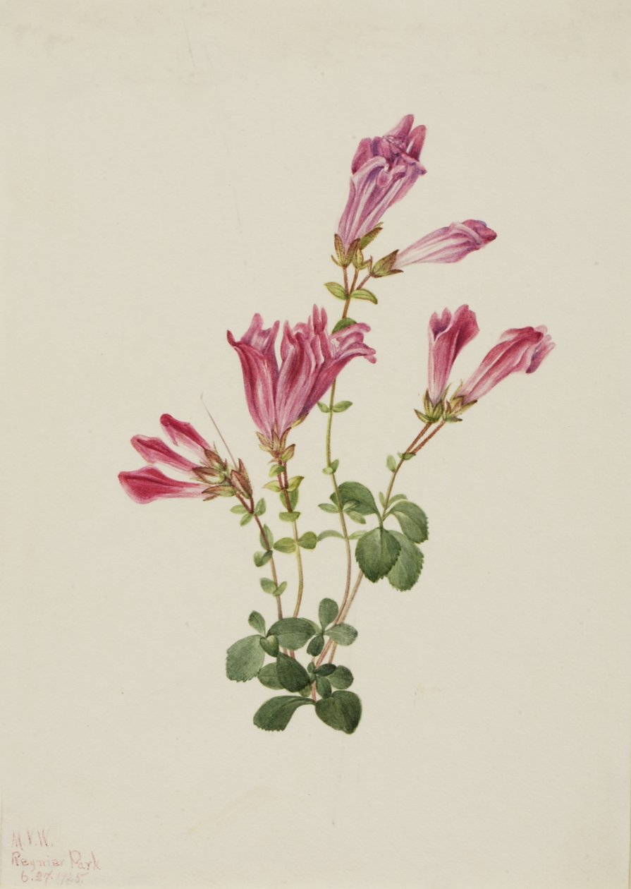 Menzies Pentstemon (Pentstemon menziesii) door Mary Vaux Walcott