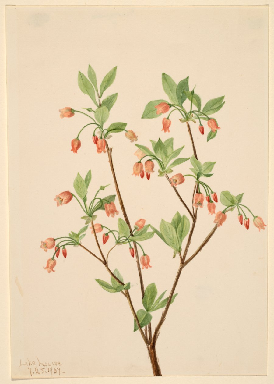 Menziesea (Menziesea glabella) door Mary Vaux Walcott