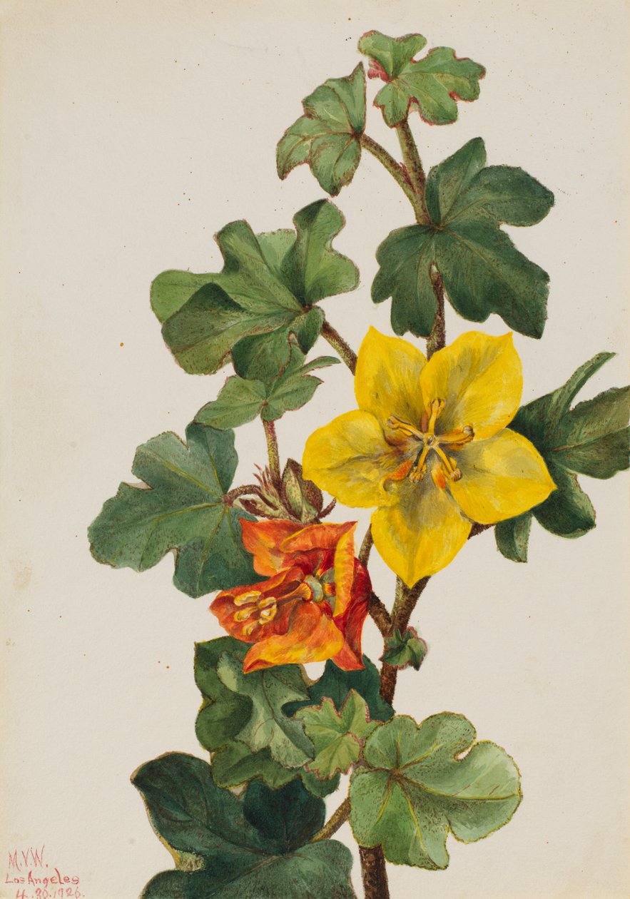 Mexicaanse Fremontia Fremontodendron mexicanum, 1926 door Mary Vaux Walcott