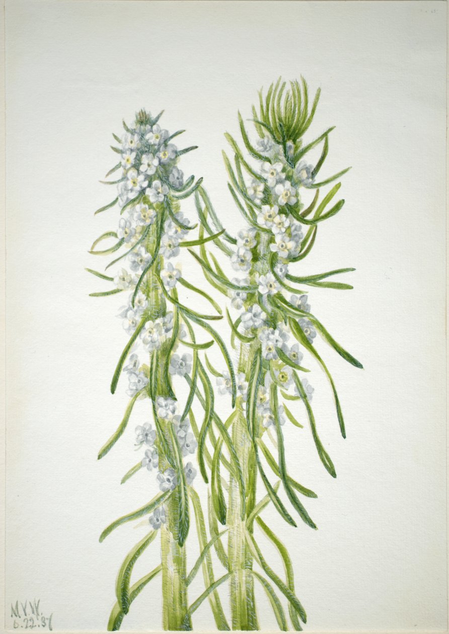 Mijnwerkerskaars Oreocarya virgata door Mary Vaux Walcott