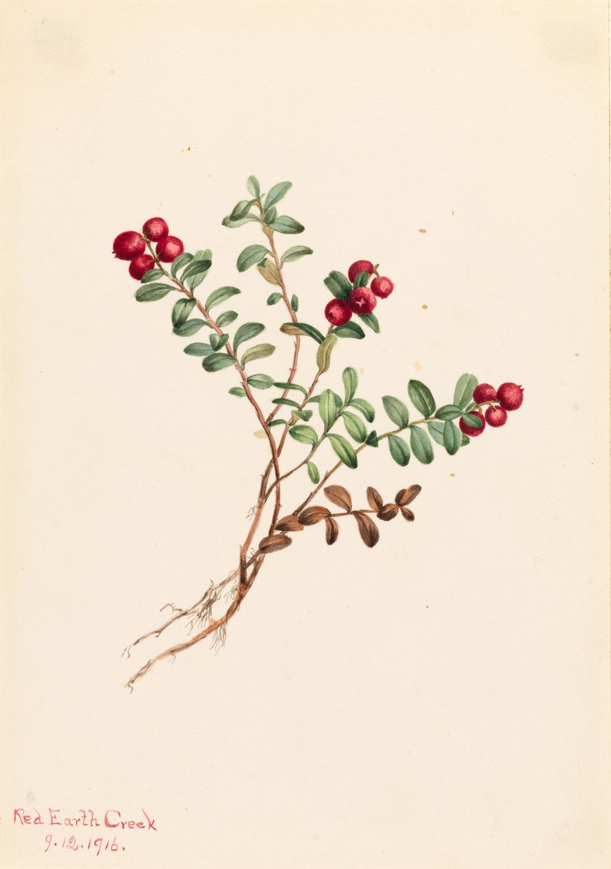 Veenbes (Vaccinium vitisdaea minus) door Mary Vaux Walcott