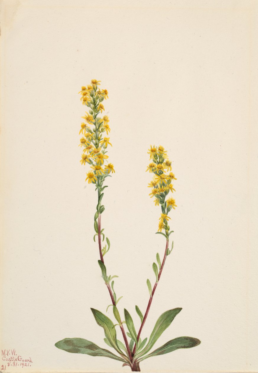 Bergguldenroede Solidago oreophila, 1921 door Mary Vaux Walcott