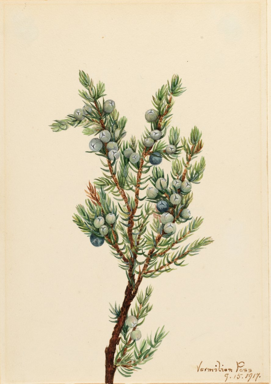 Bergjeneverbes (Juniperus sibirica) door Mary Vaux Walcott