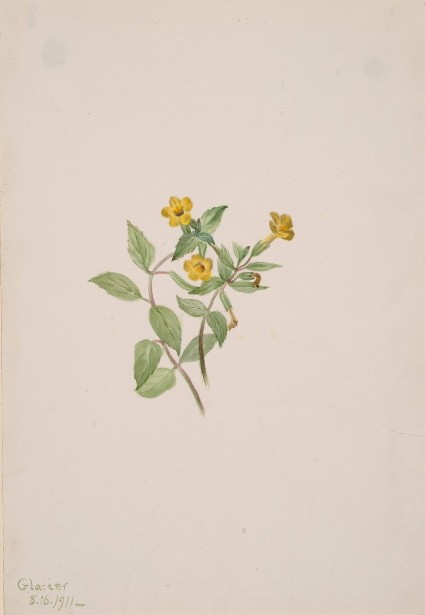 Muskusbloem Mimulus moschatus door Mary Vaux Walcott