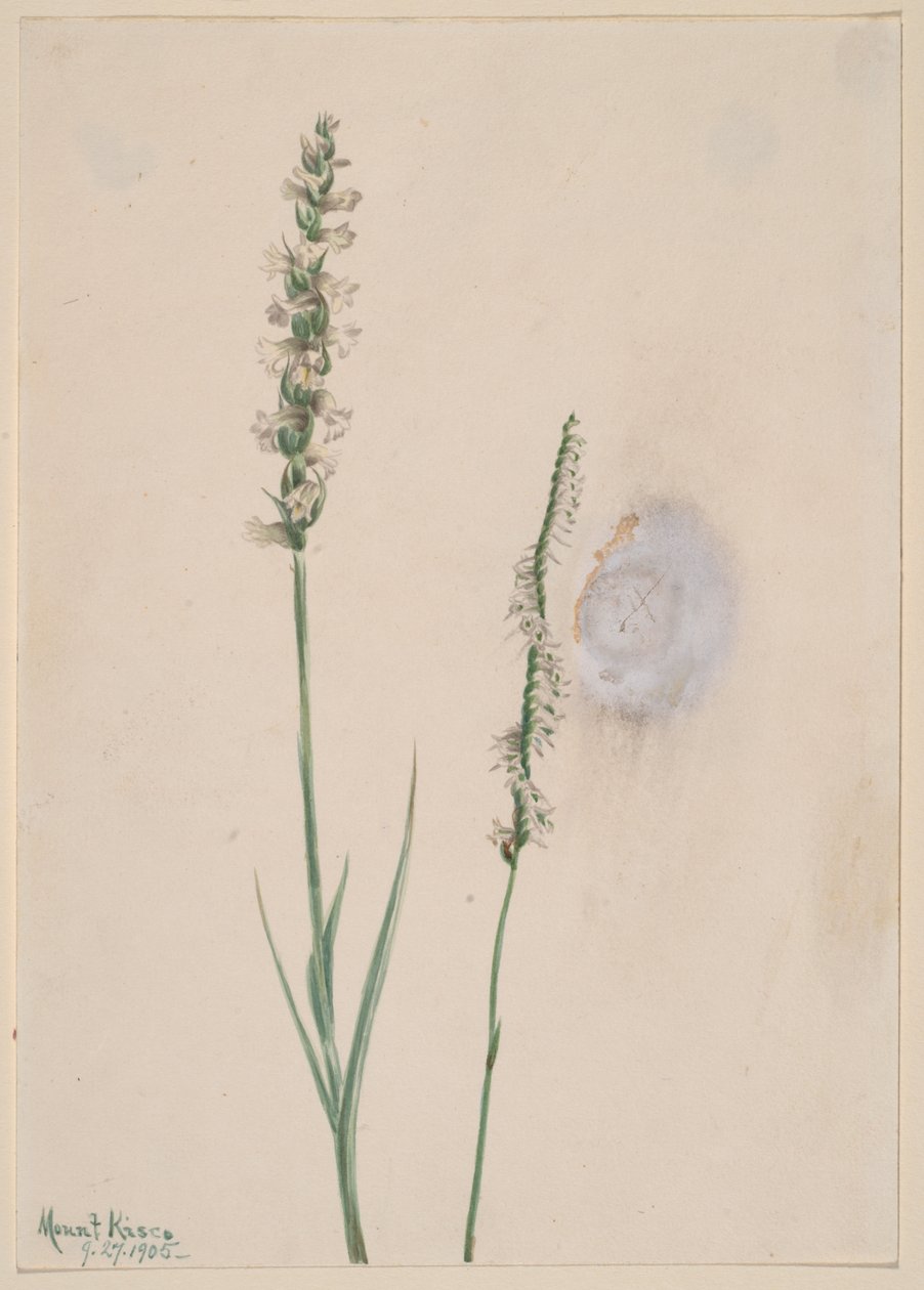 Knikkende dames-tressen Ibidium cernum, 1905 door Mary Vaux Walcott