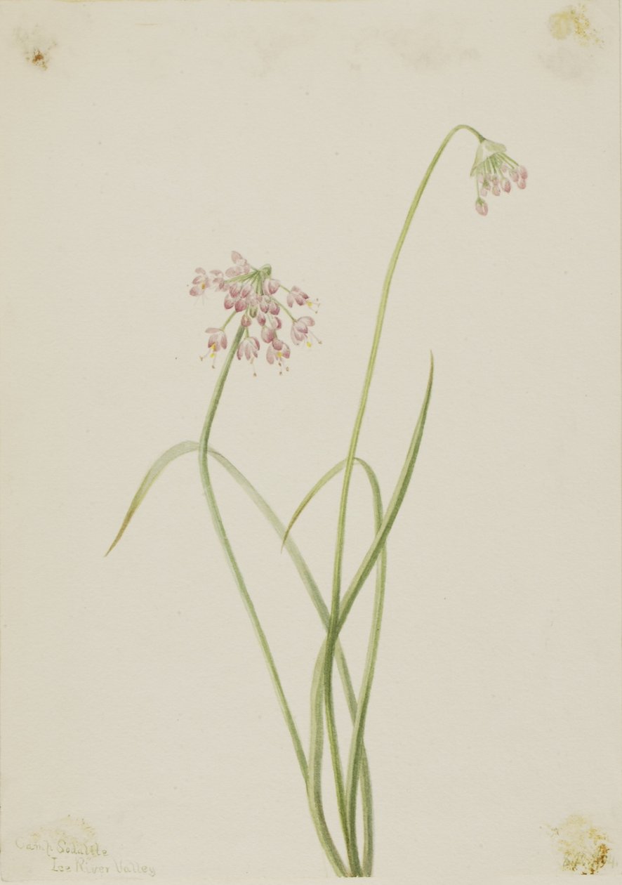 Knobbelui (Allium cernuum) door Mary Vaux Walcott