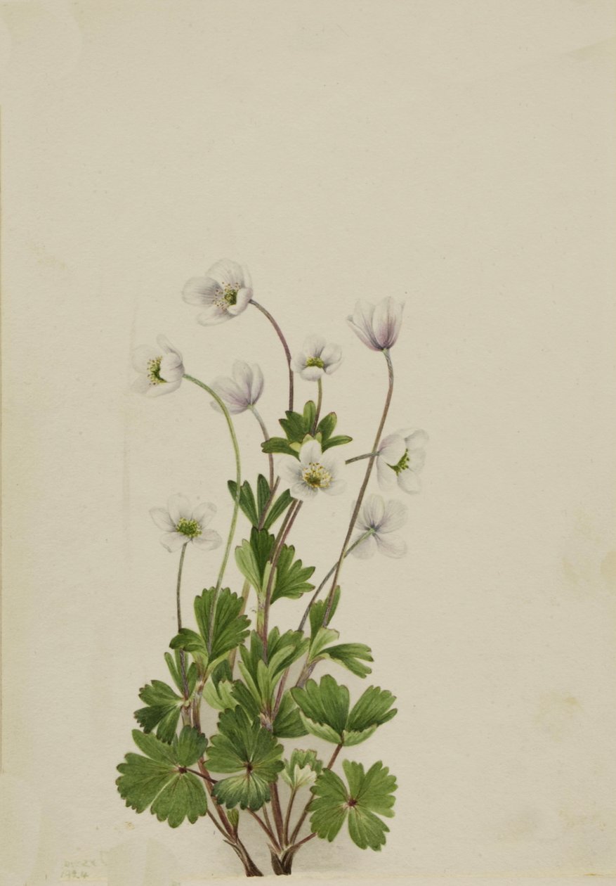 Noordelijke anemoon Anemone parviflora, 1924 door Mary Vaux Walcott
