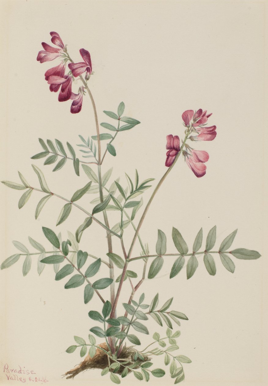 Noordelijke Hedysarum (Hedysarum boreale) door Mary Vaux Walcott