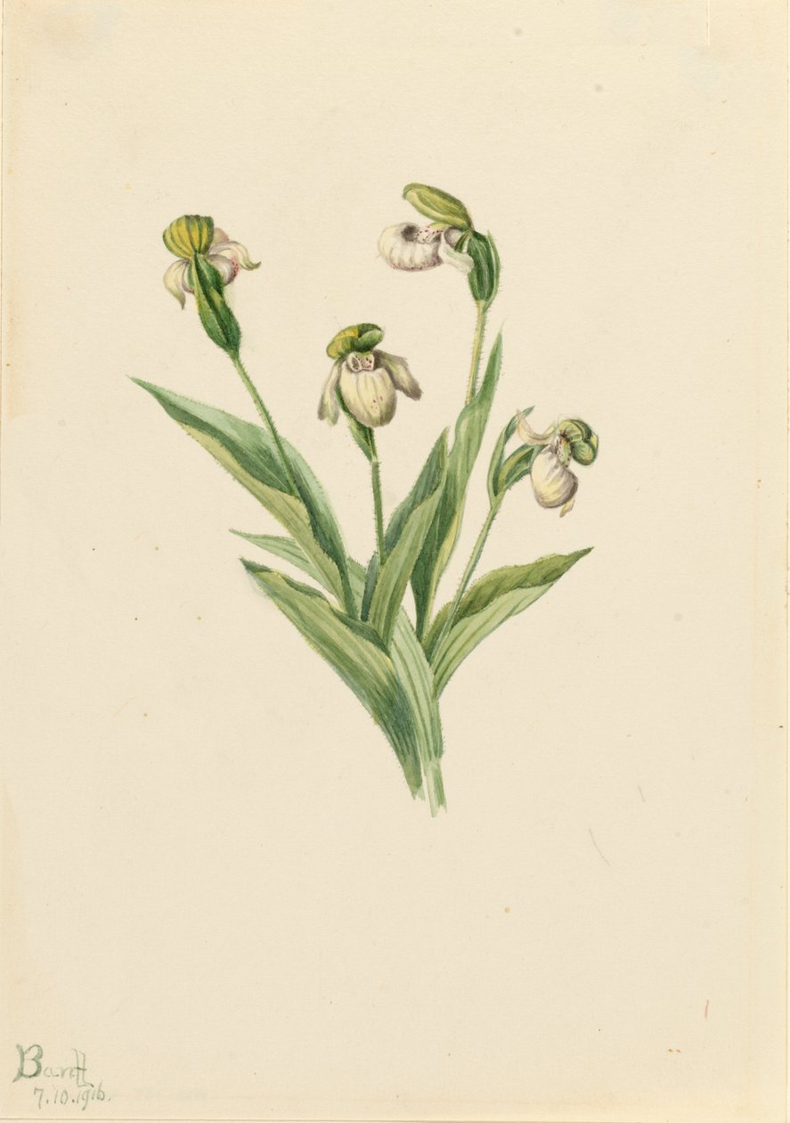 Noordelijke damesslipper Cypripedium passerinum, 1916 door Mary Vaux Walcott