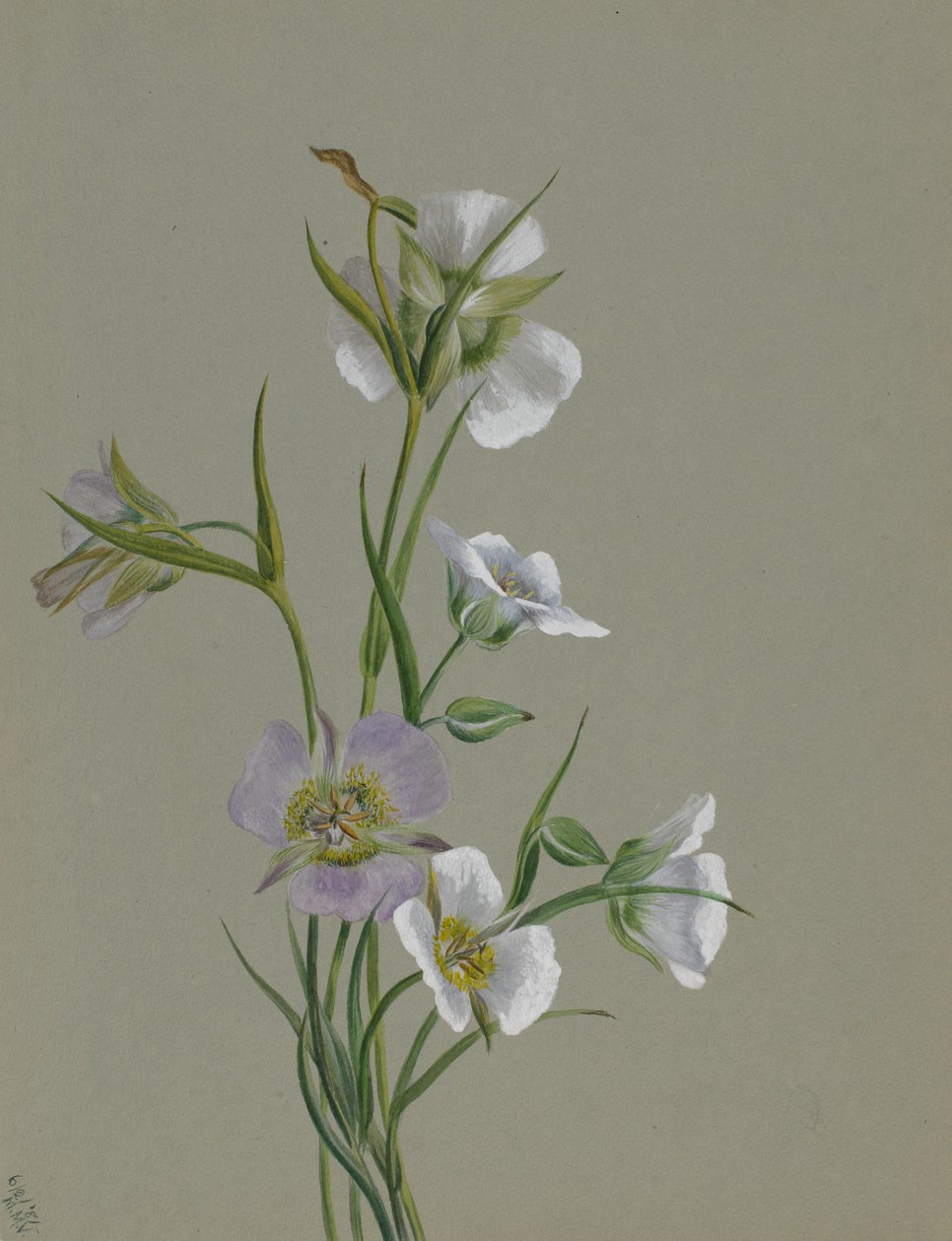 Op weg naar Monument, 1881 door Mary Vaux Walcott