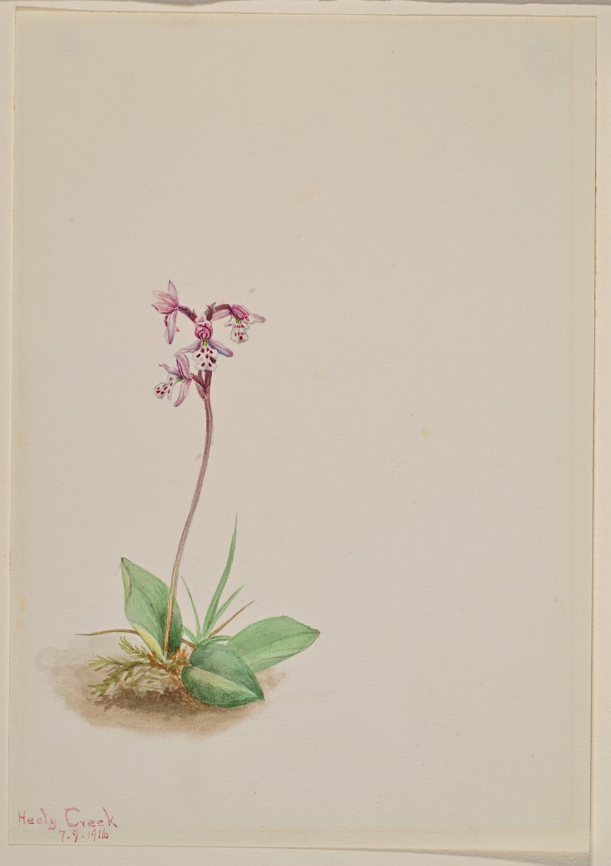 Orchis (Orchis rotundifolia) door Mary Vaux Walcott