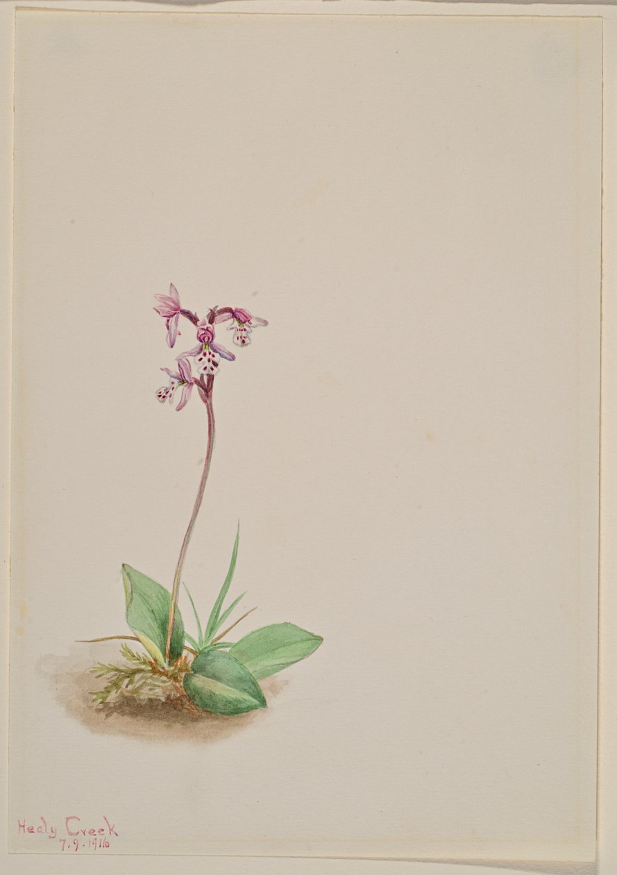 Orchis Orchis rotundifolia door Mary Vaux Walcott