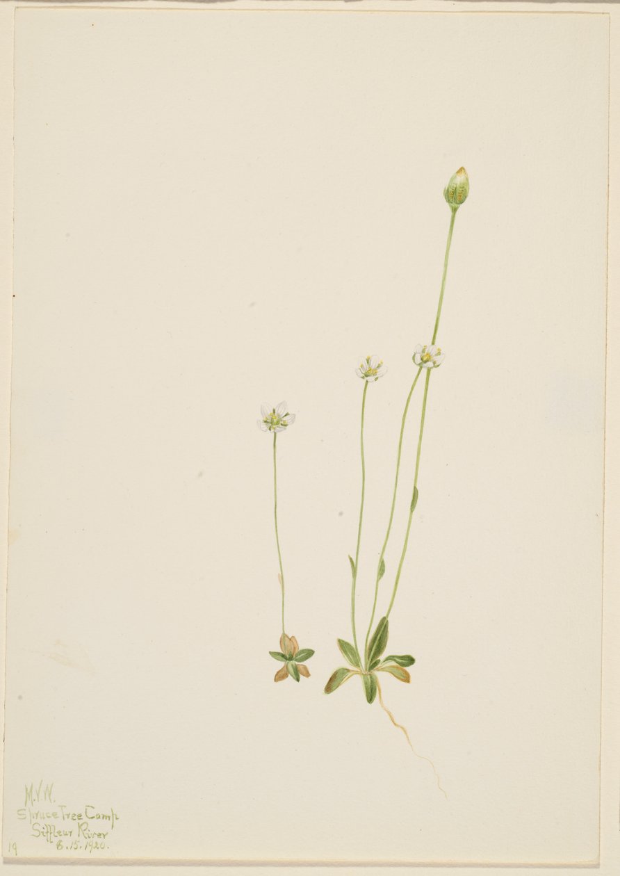 Oxytropis aepicola door Mary Vaux Walcott