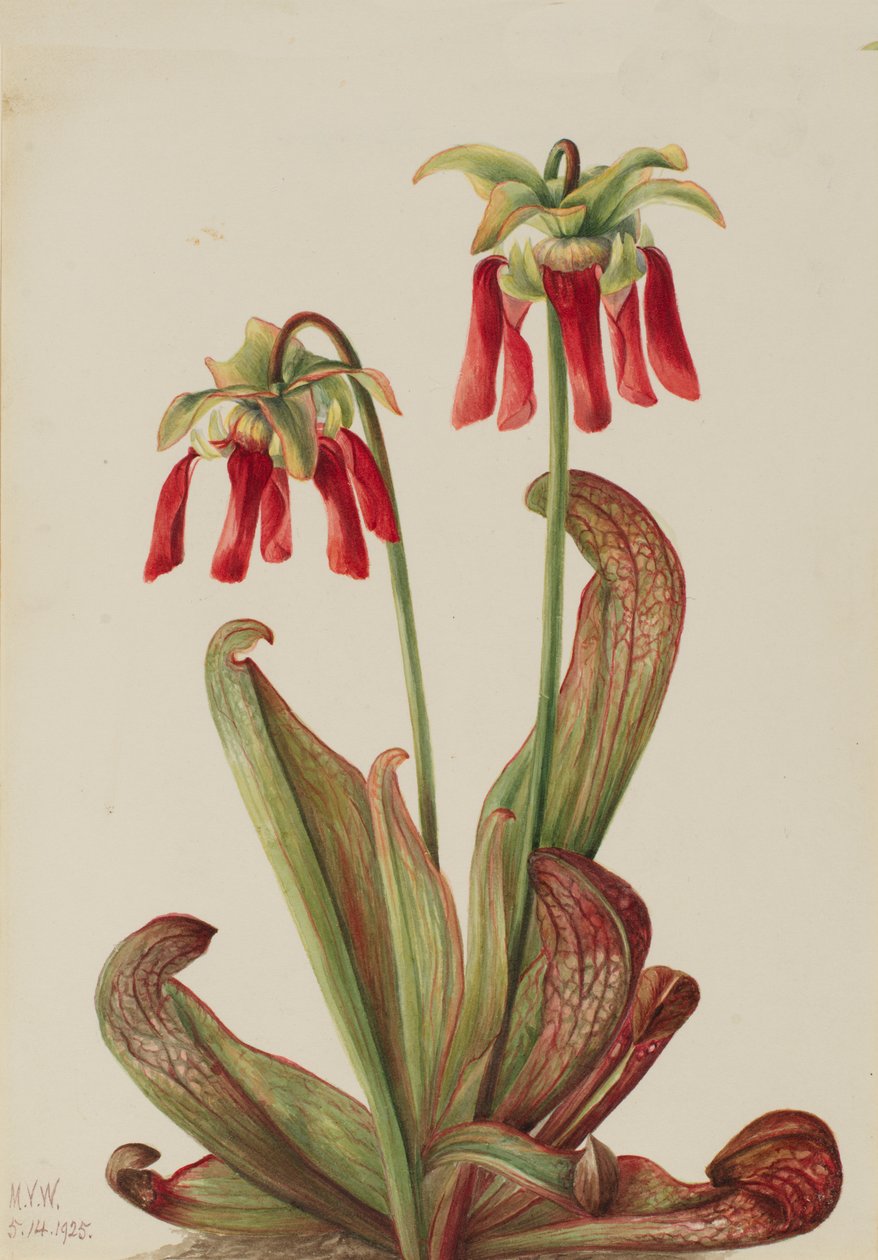 Papegaaibekerplant Sarracenia psittacina door Mary Vaux Walcott