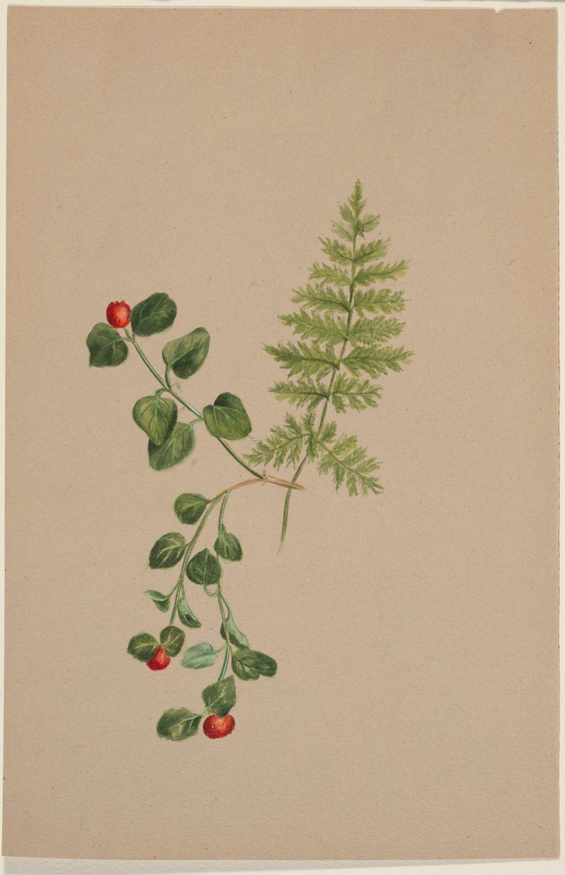 Patrijsbes (Mitchella repens) door Mary Vaux Walcott