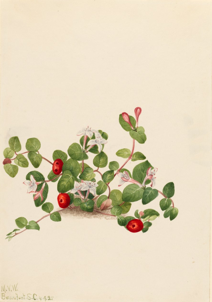Partridgeberry Mitchella repens, 1925 door Mary Vaux Walcott