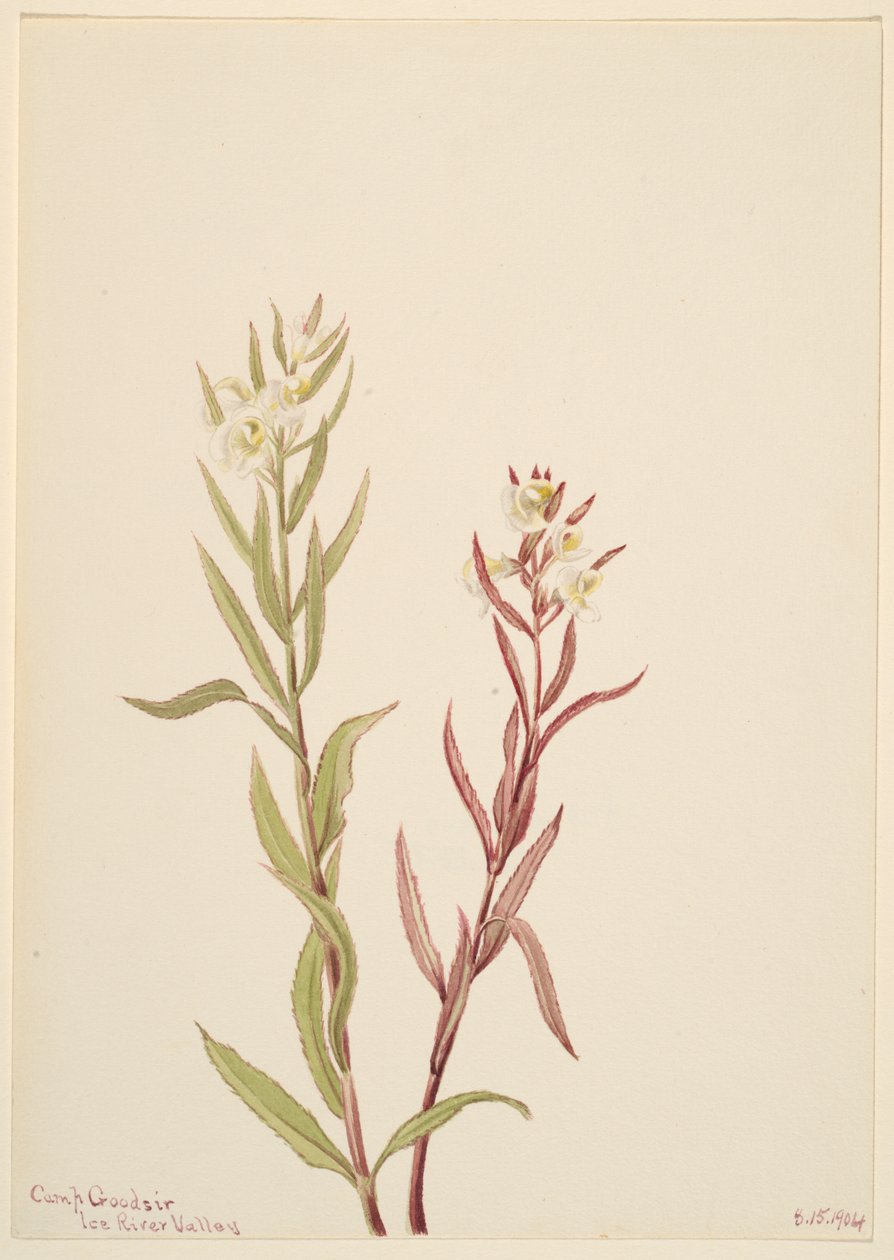 Pedicularis raremosa, 1904 door Mary Vaux Walcott