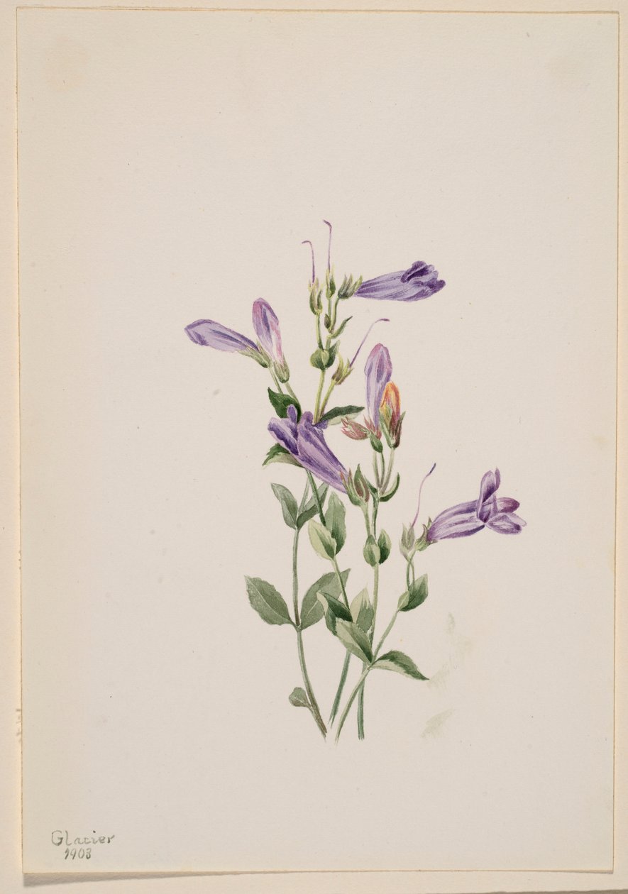 Penstemon (Penstimon fruiticosus) door Mary Vaux Walcott