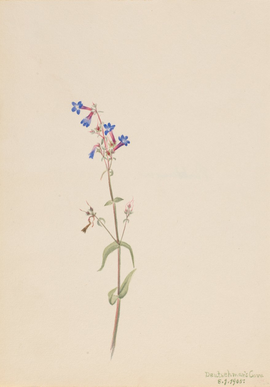 Pentstemon (Pentstemon procerus) door Mary Vaux Walcott