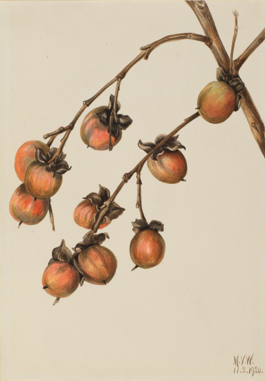 Persimmon Diospyros virginiana, 1920 door Mary Vaux Walcott