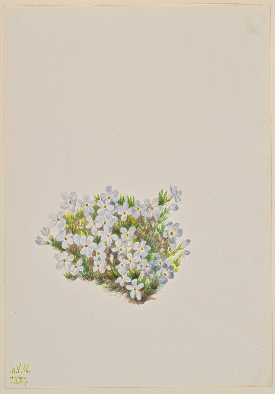 Phlox Phlox caespitosa, 1937 door Mary Vaux Walcott