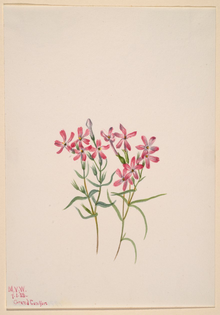 Phlox stansburyi door Mary Vaux Walcott
