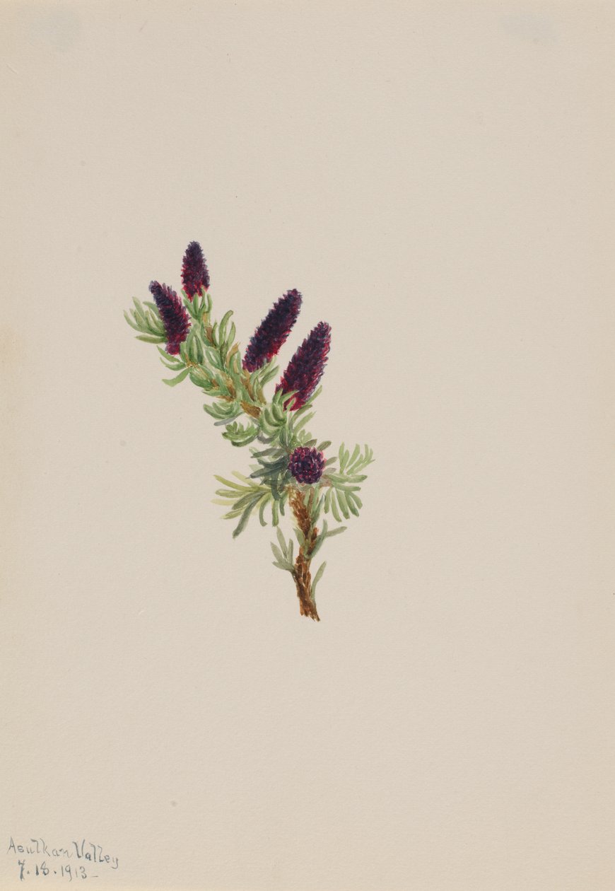 Picea engelmanni, 1913 door Mary Vaux Walcott