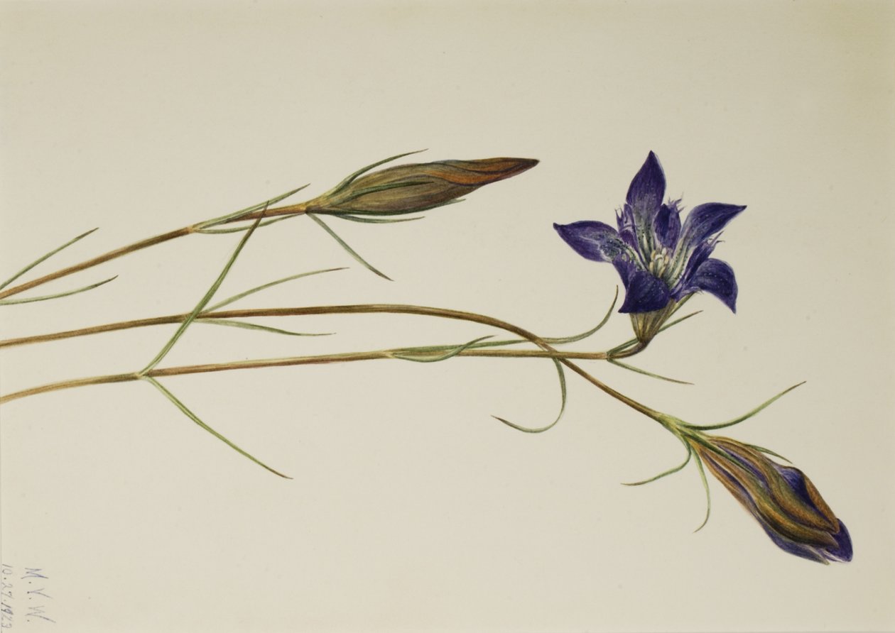 Pinebarren Gentiaan Gentiana porphyrio door Mary Vaux Walcott