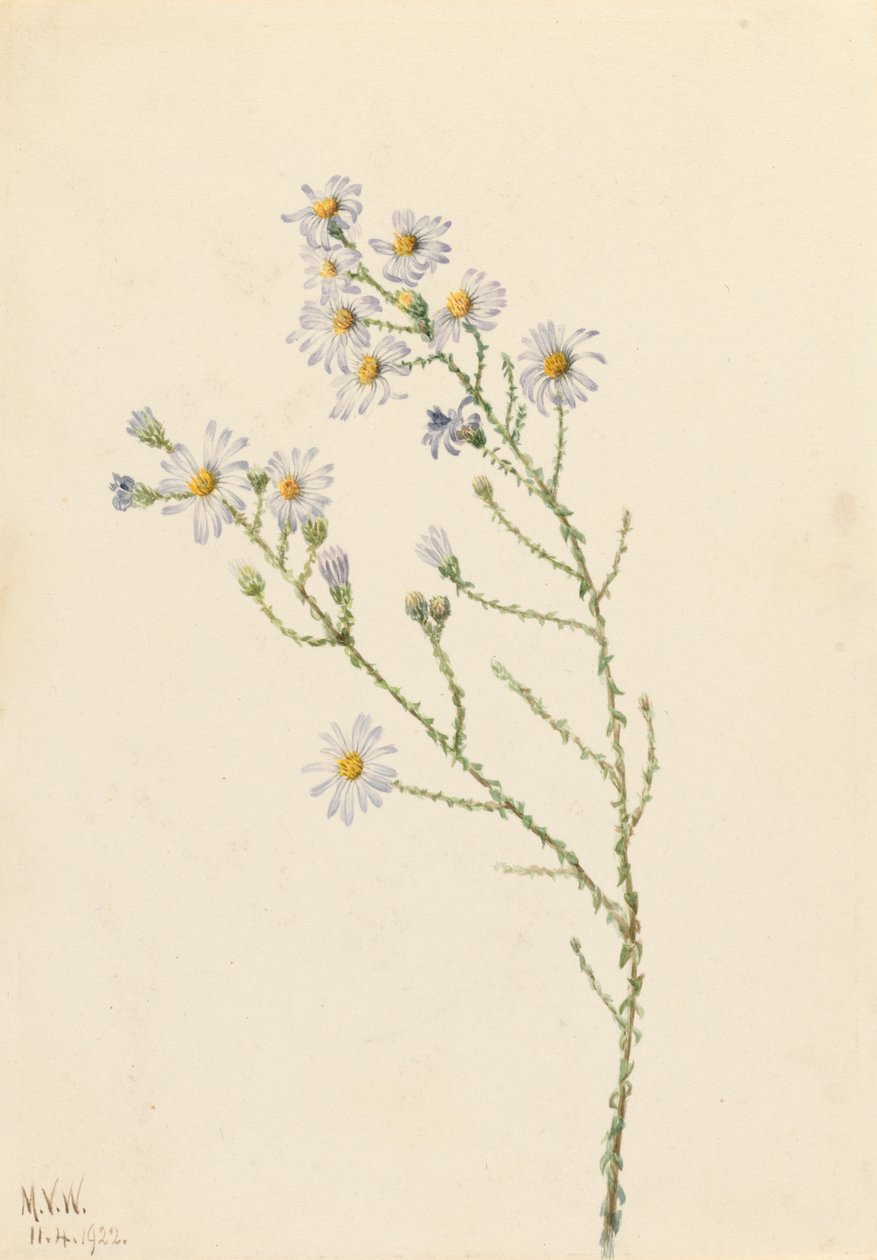 Pineland Aster Aster squarrosus, 1922 door Mary Vaux Walcott
