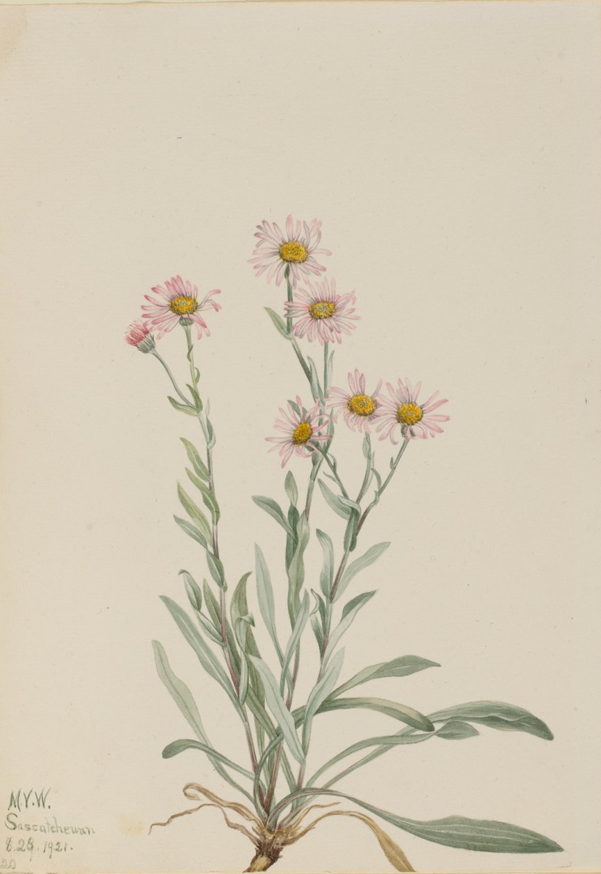 Roze vlambloem (Erigeron caespitosus) door Mary Vaux Walcott
