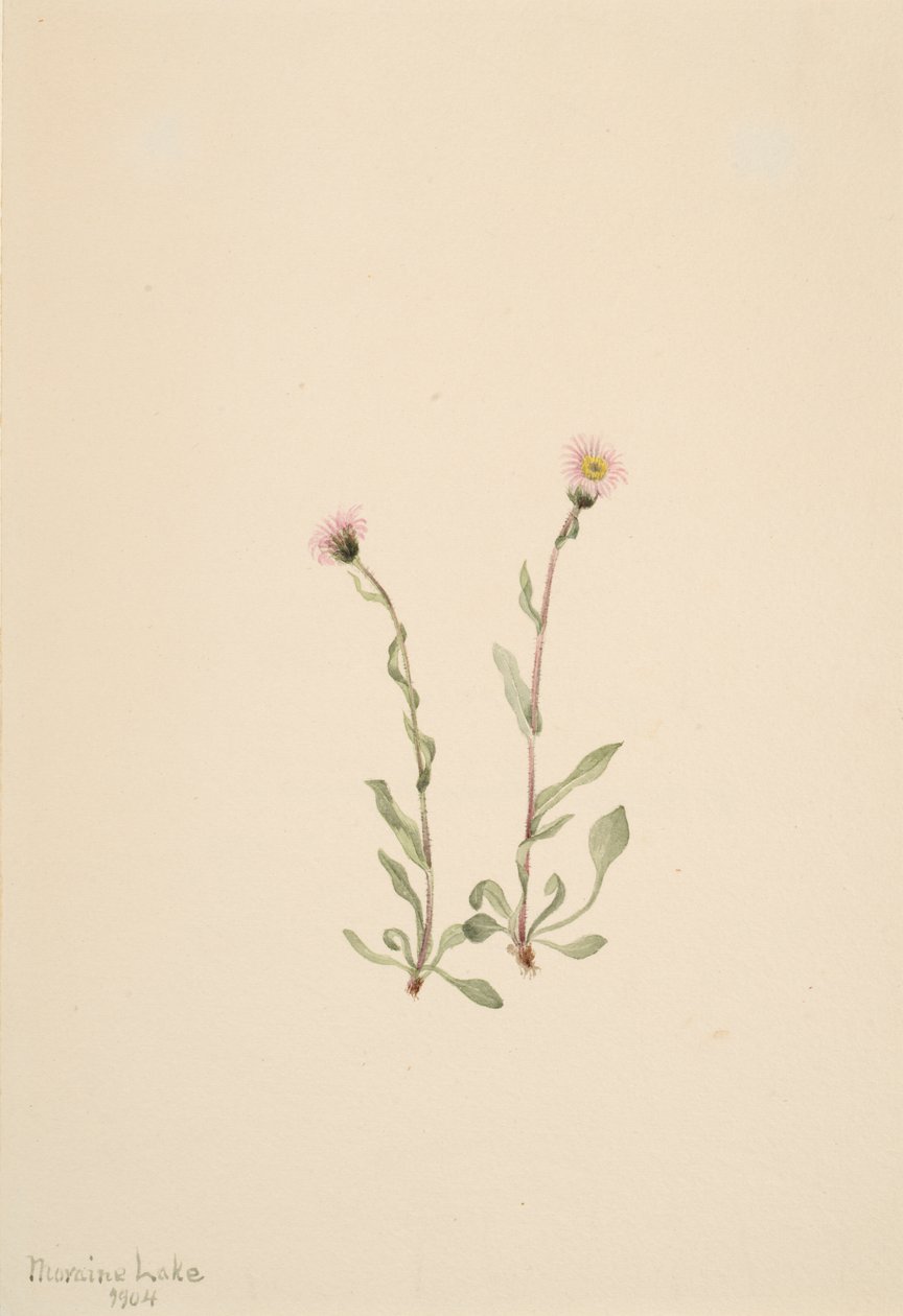 Roze Vlooienkruid Erigeron jucundus, 1904 door Mary Vaux Walcott