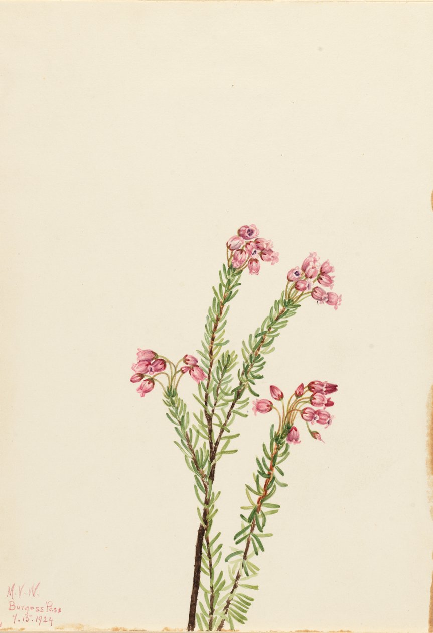 Roze bergheide Phyllodoce empetriformis door Mary Vaux Walcott
