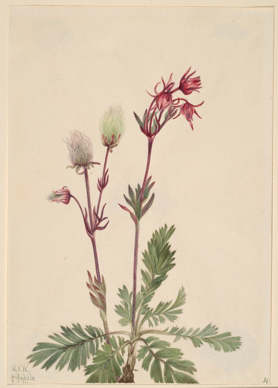 Prairie-rook (Sieversia ciliata) door Mary Vaux Walcott