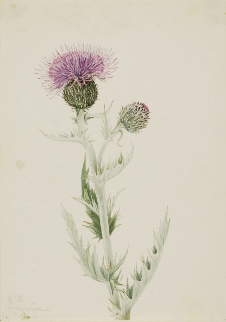 Akkerdistel (Cirsium undulatum) door Mary Vaux Walcott