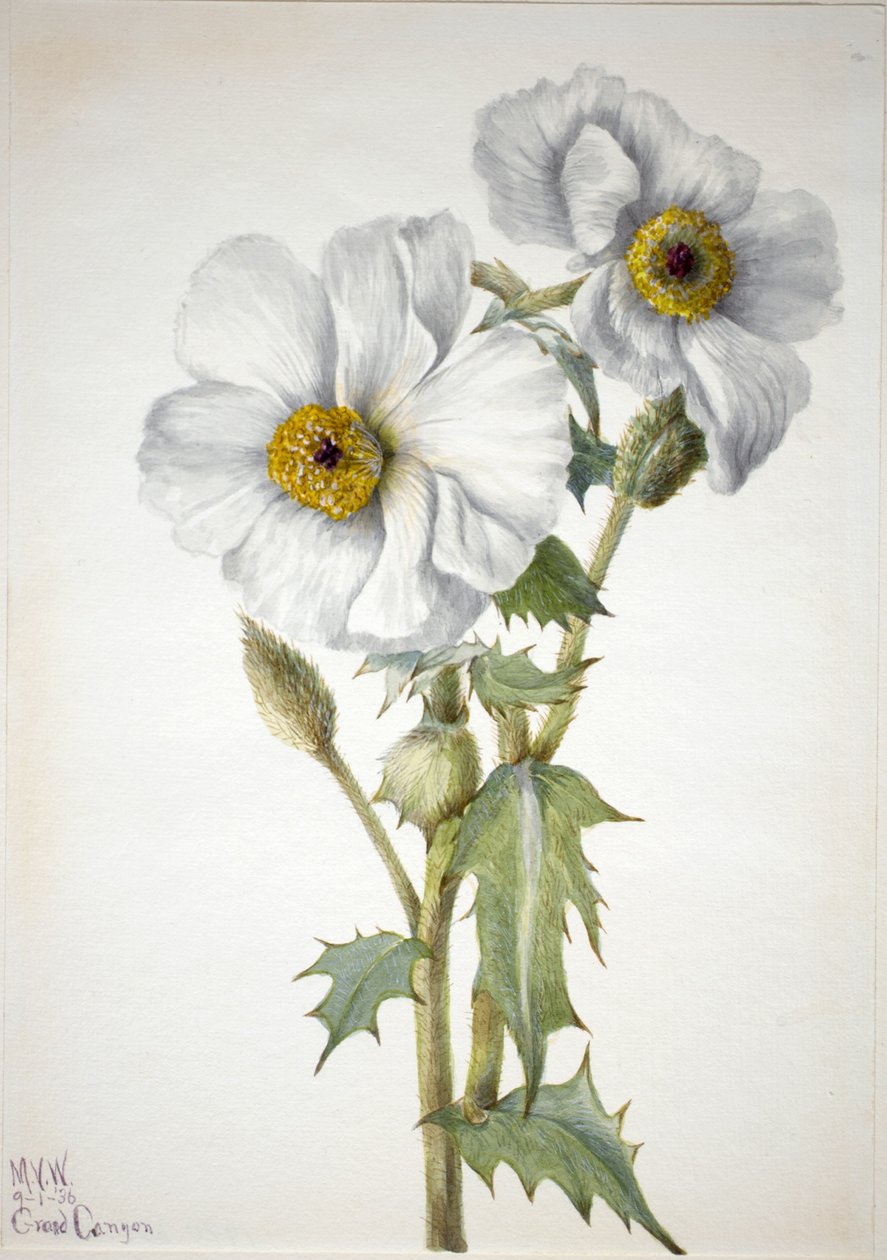 Stekelige klaproos (Argemone hispeda) door Mary Vaux Walcott