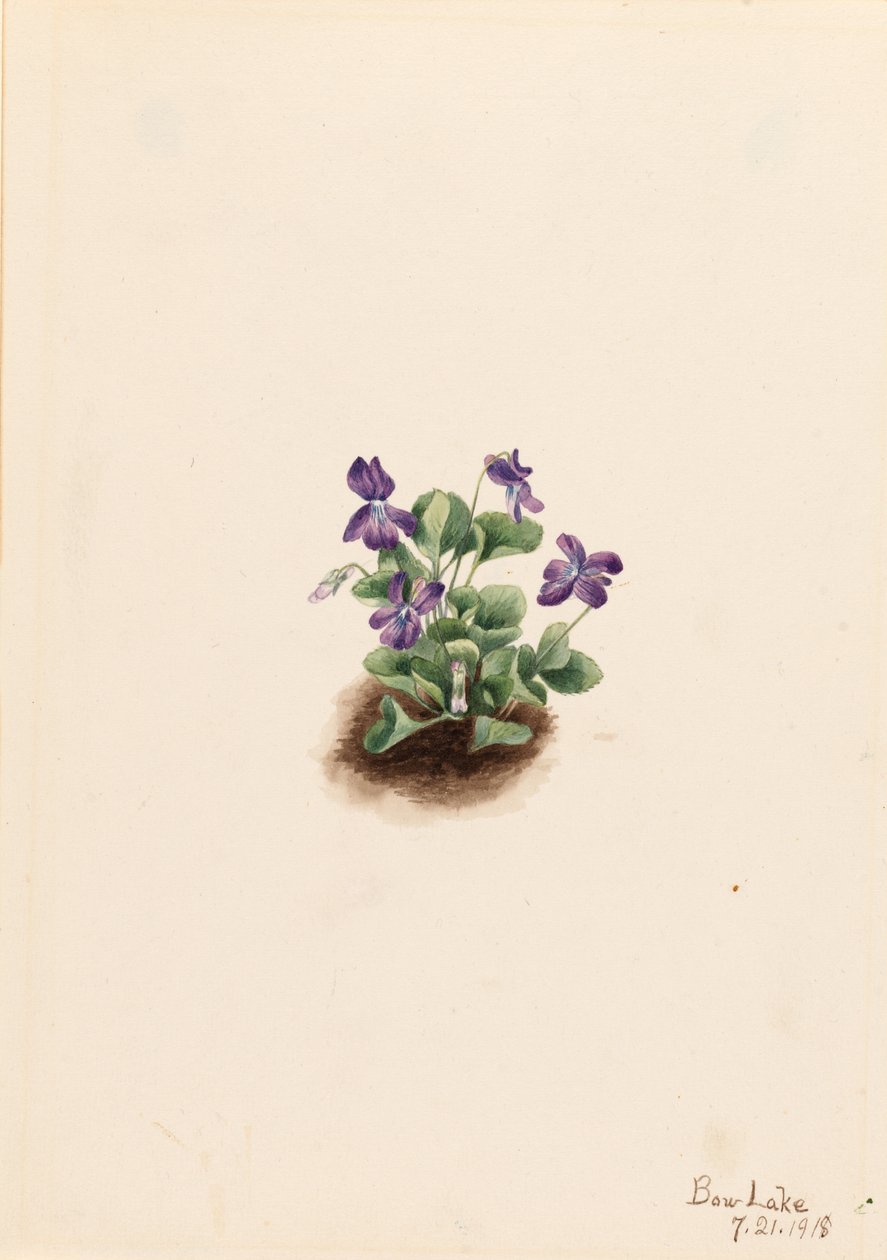 Paars bergviooltje (Viola adunca) door Mary Vaux Walcott