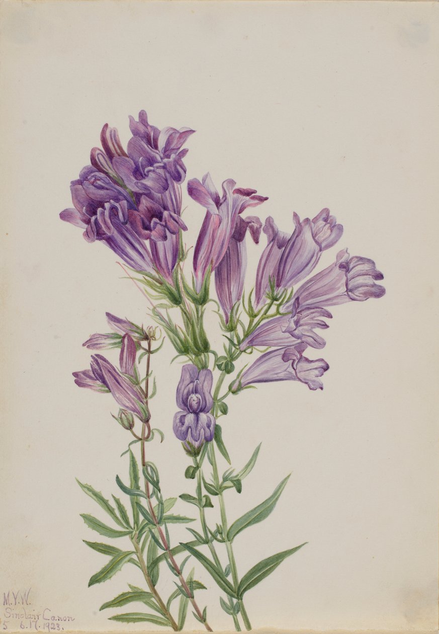 Purperen Pentstemon (Pentstemon lyallii) door Mary Vaux Walcott
