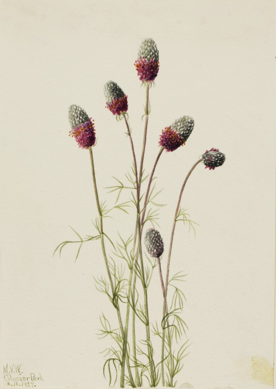 Paarse Prairieklaver Petalostemon purpureum, 1927 door Mary Vaux Walcott