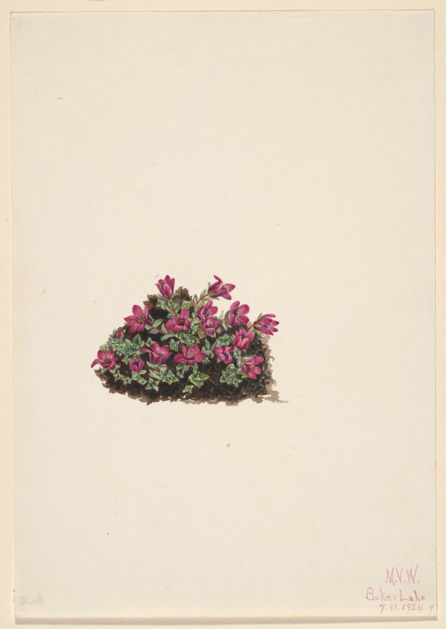 Purpersaxifrage (Saxifraga oppositifolia) door Mary Vaux Walcott