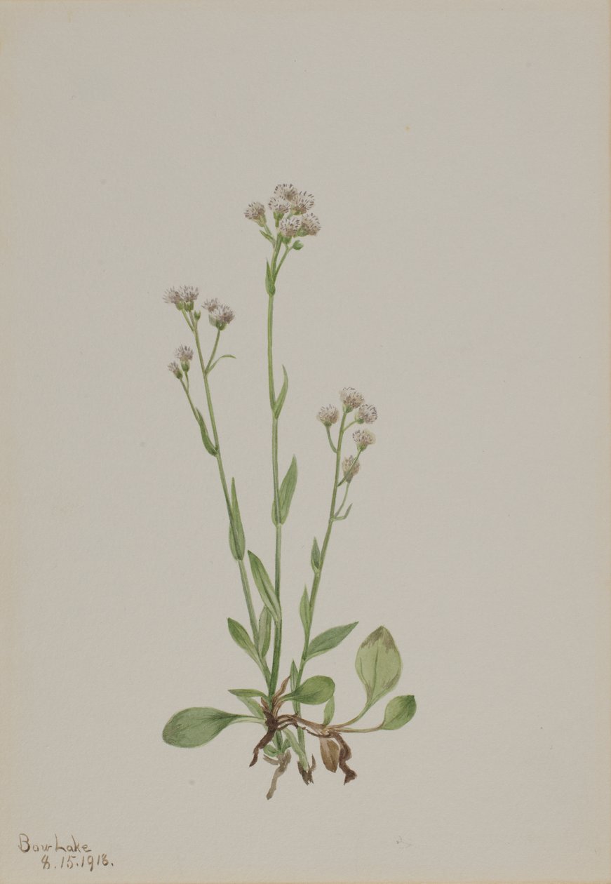 Pussy-Toes Antennaria racemosa, 1918 door Mary Vaux Walcott