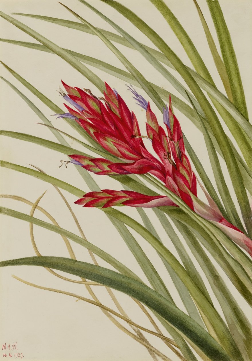 Kieuwbladige Tillandsia (Tillandsia fasciculata) door Mary Vaux Walcott