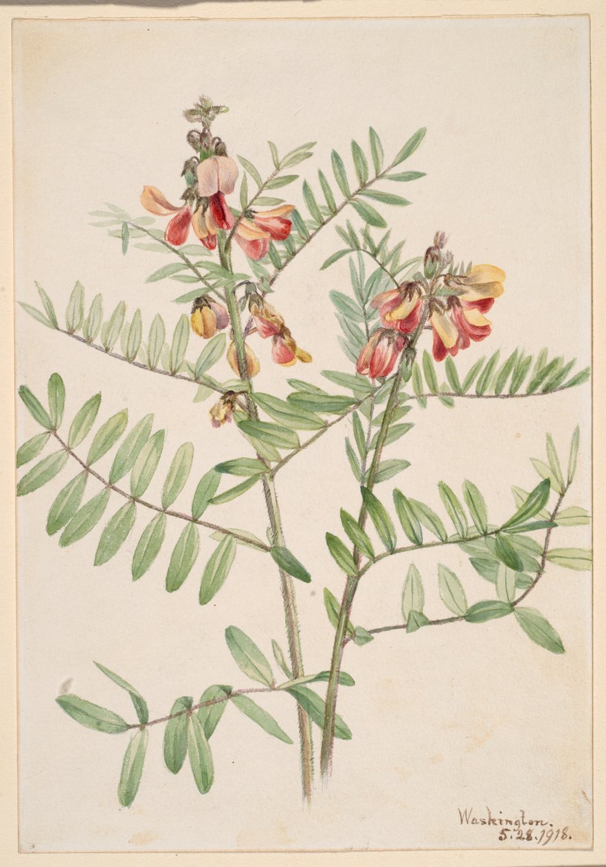 Konijnenboon (Cracca virginiana) door Mary Vaux Walcott