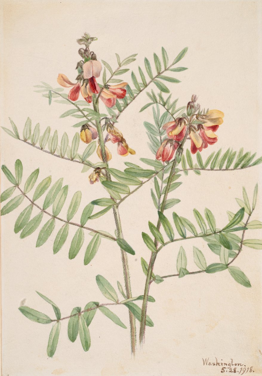 Rabbitbean Cracca virginiana, 1918 door Mary Vaux Walcott