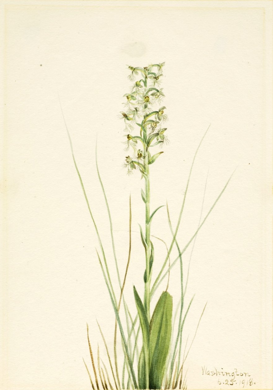 Ragged Fringe-orchid (Habenaria lacera) door Mary Vaux Walcott