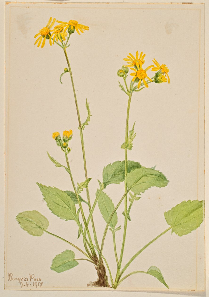 Jakobskruiskruid (Senecio burkei) door Mary Vaux Walcott