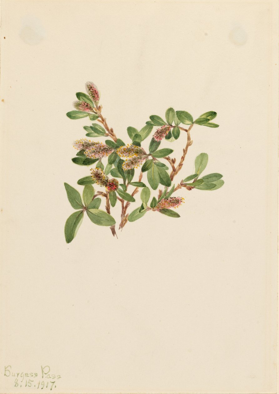 Rotswilg (Salix petrophila) door Mary Vaux Walcott