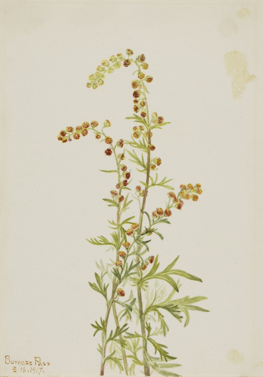 Alsem (Artemisia discolor) door Mary Vaux Walcott