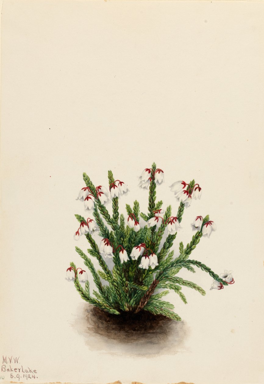 Rocky Mountain Cassiope Cassiope mertensiana, 1924 door Mary Vaux Walcott