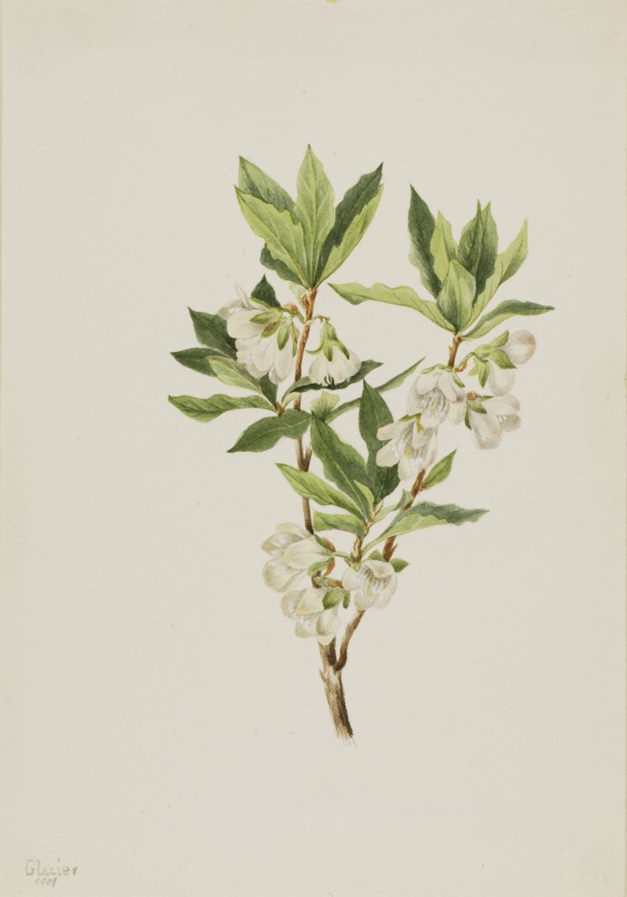Rocky Mountain Rhododendron Rhododendron albiflorum, 1901 door Mary Vaux Walcott