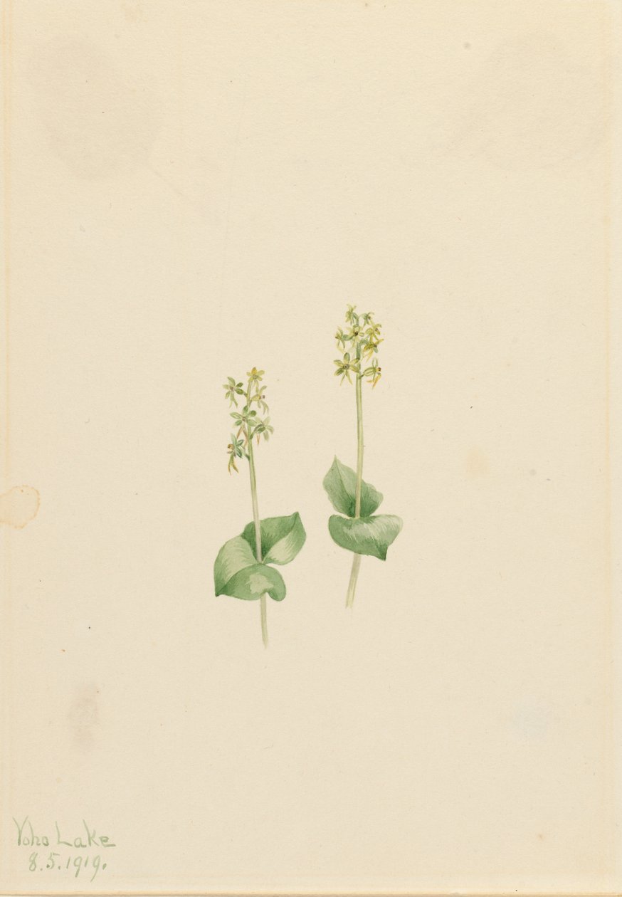 Rocky Mountain Twayblade Ophrys necrophylla, 1919 door Mary Vaux Walcott